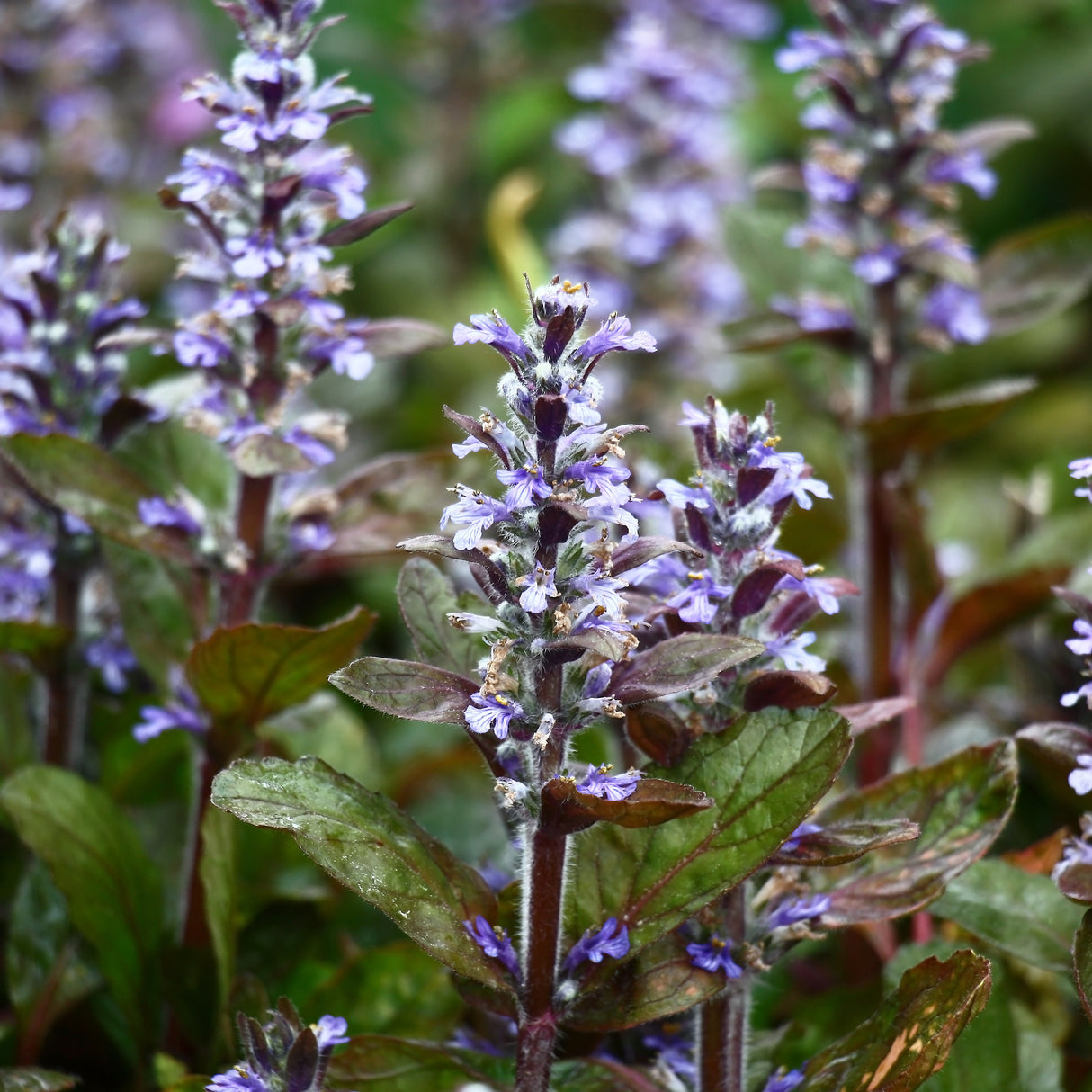 Chocolate chip ajuga displays violet-blue flower spikes above bronze-purple foliage in a garden setting during peak bloom.