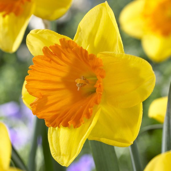 Akita Daffodil - Bulbs - Nature Hills Nursery -