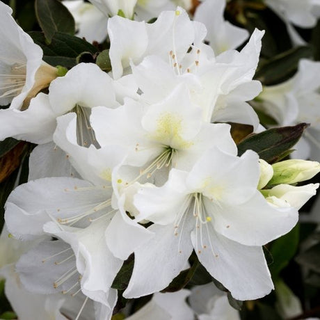 Alaska Azalea - Nature Hills Nursery - #5 Container -