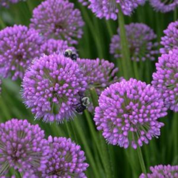 Millenium Allium (Allium senescens 'Millenium'), a perennial featuring purple flowers and perennial.
