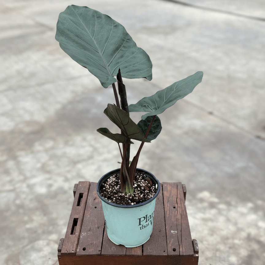 Alocasia Metalhead Elephant Ear (Alocasia 'Metalhead'), a perennial featuring erect form.