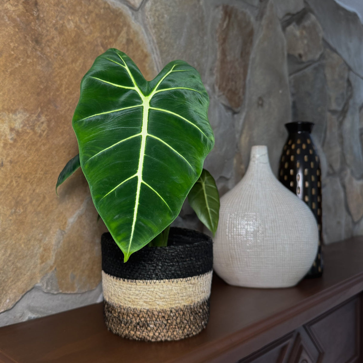 Alocasia Micholitziana 'Frydek' Elephant Ear in a 6 inch pot