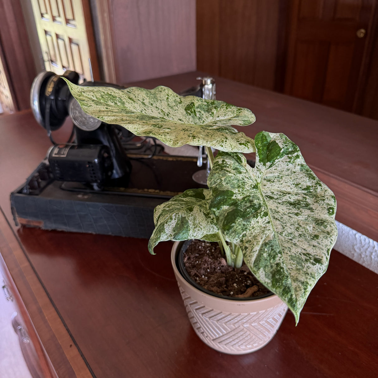 Alocasia Odora 'Batik Blizzard' Elephant Ear in a 6 inch pot, view 2