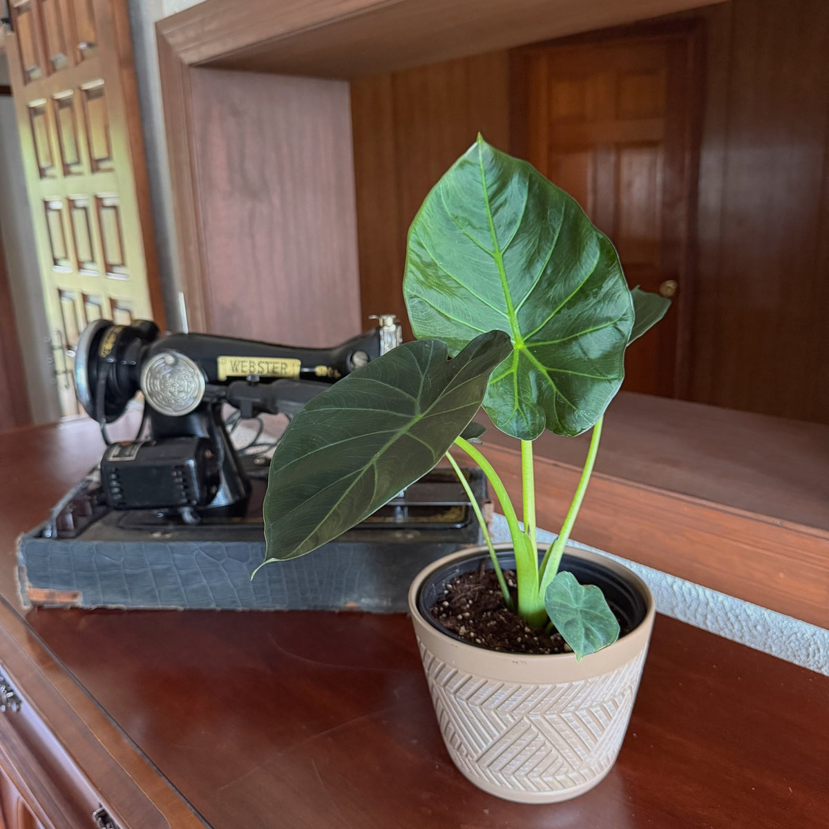Alocasia Regal Shields Elephant Ear in a 6 inch pot, view 2