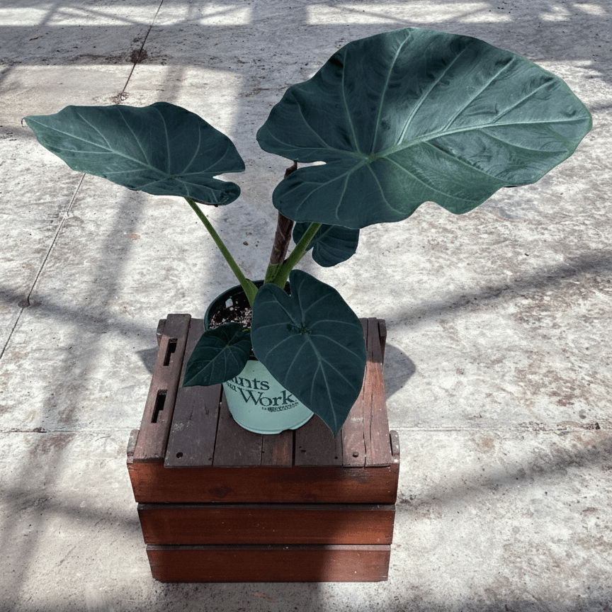 Alocasia Regal Shields Elephant Ear (Alocasia 'Regal Shields'), a perennial featuring erect form.