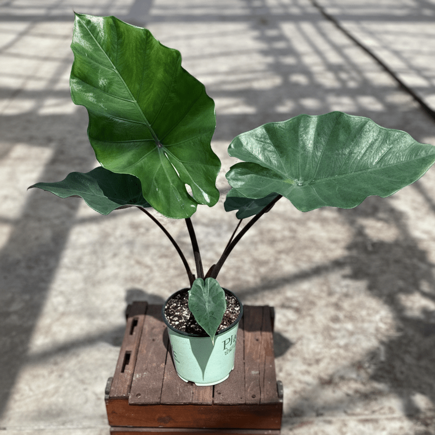 Alocasia Sumo Elephant Ear (Alocasia 'Sumo'), a perennial featuring erect form.