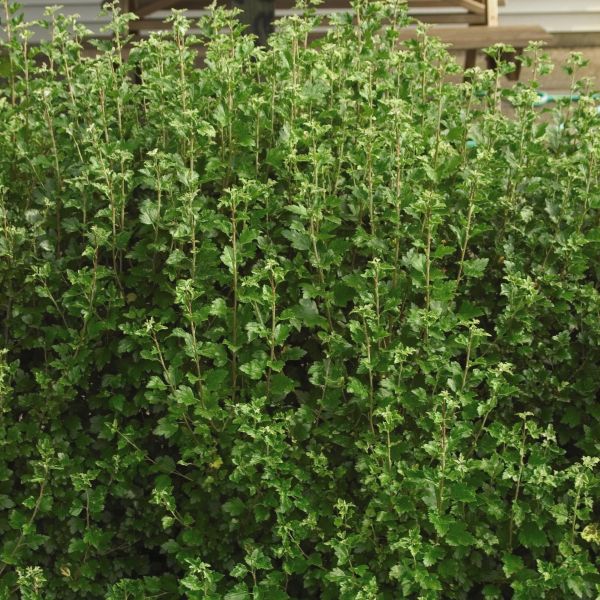 Close-up of yellow, green ribes flowers on Alpine Currant Bush blooming in early spring to late spring.