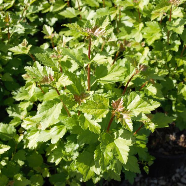 Deciduous foliage of Alpine Currant Bush (Ribes alpinum) in a garden setting.