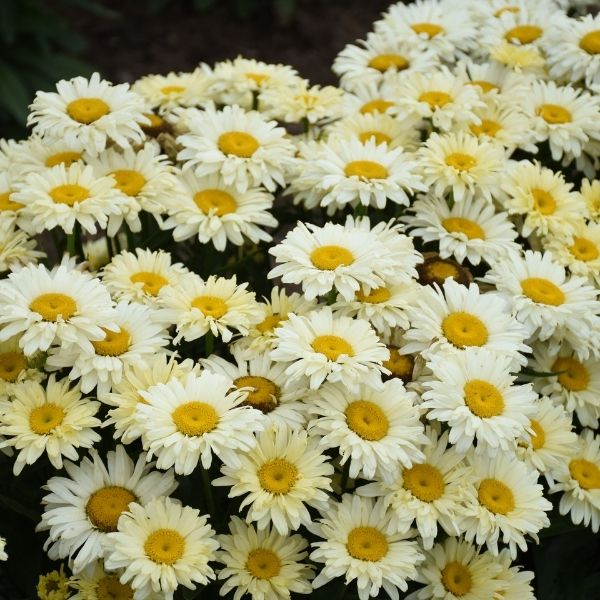 Amazing Daisies® Banana Cream Shasta Daisy