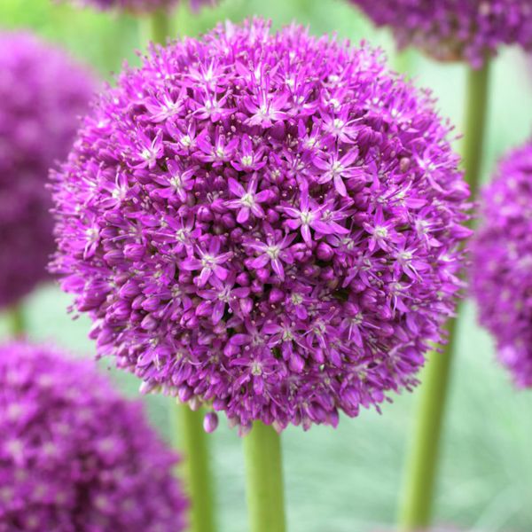 Ambassador Allium
