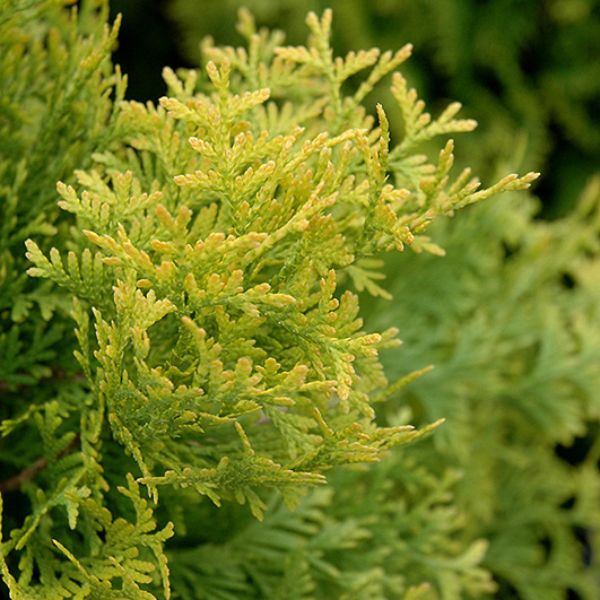 Amber Gold Arborvitae Foliage Up Close