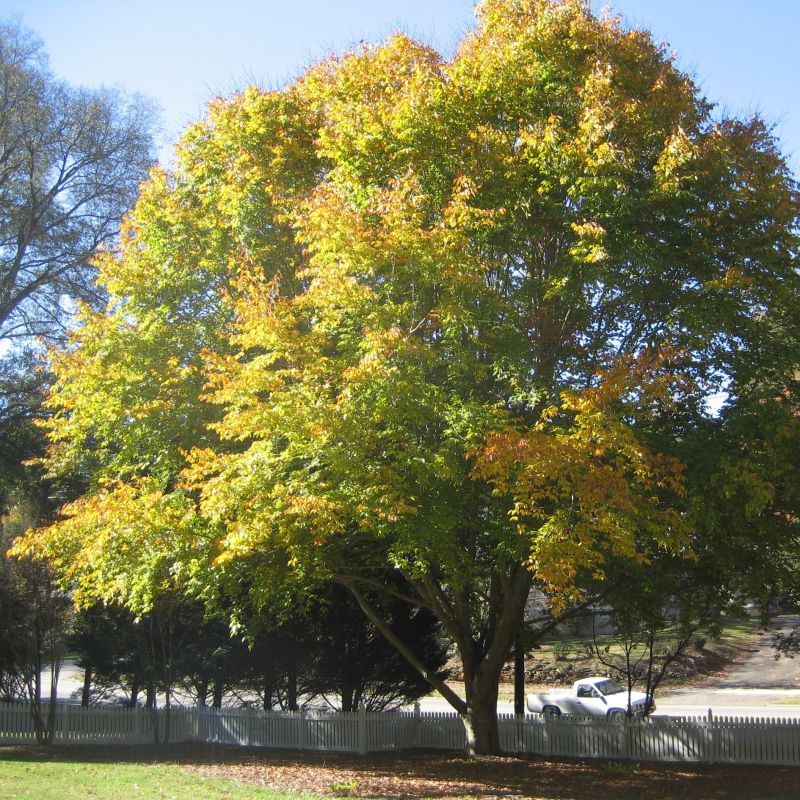 American Beech Tree (Fagus grandifolia), a tree featuring yellow, green flowers and deciduous.