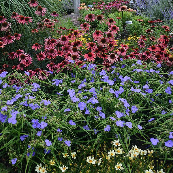 Amethyst Kiss™ Spiderwort