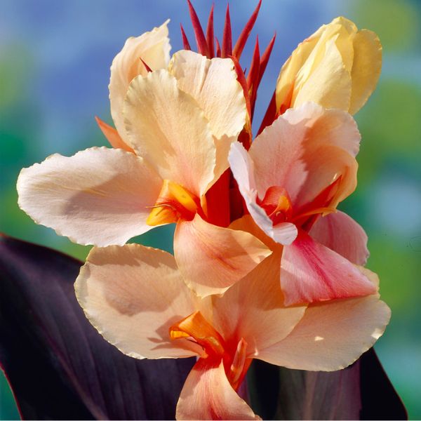 Angel Martin Canna Lily Bloom Up Close