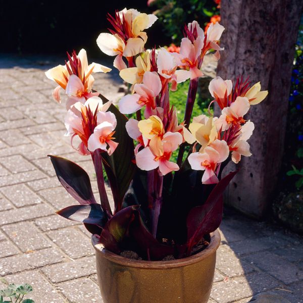 Angel Martin Canna Lily In Pot