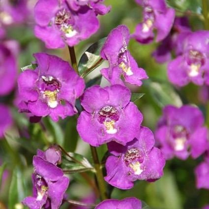 Angelface® Blue Angelonia
