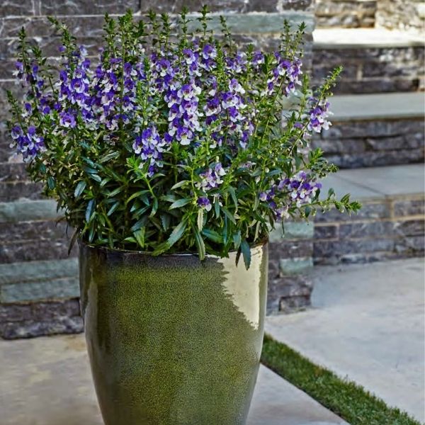 Angelface® Wedgewood Blue Angelonia