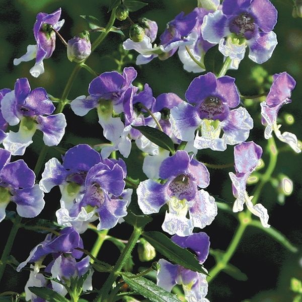 Angelface® Wedgewood Blue Angelonia