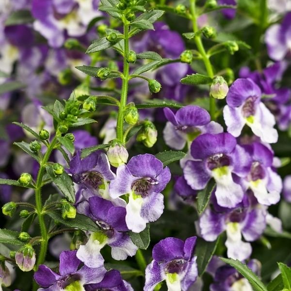 Angelface® Wedgewood Blue Angelonia