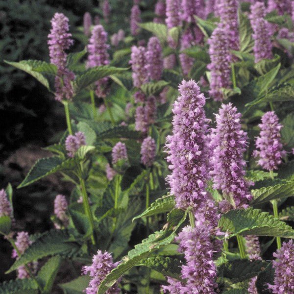 Anise Hyssop (Agastache foeniculum), a perennial featuring blue, purple flowers and perennial.