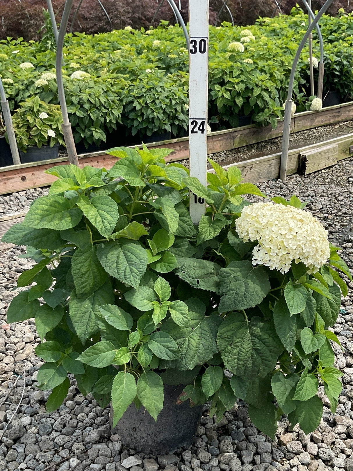 Annabelle Hydrangea