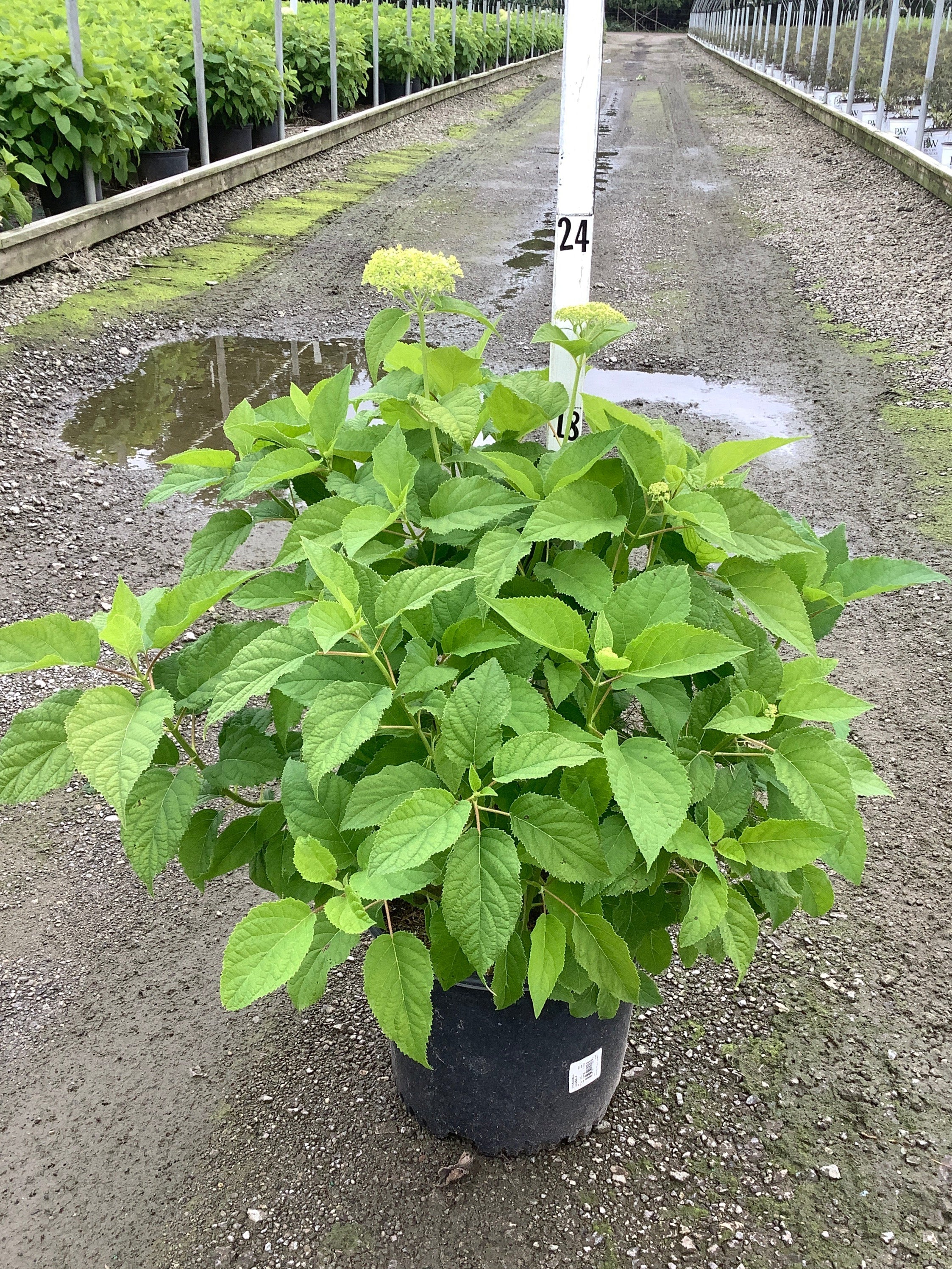 Annabelle Hydrangea