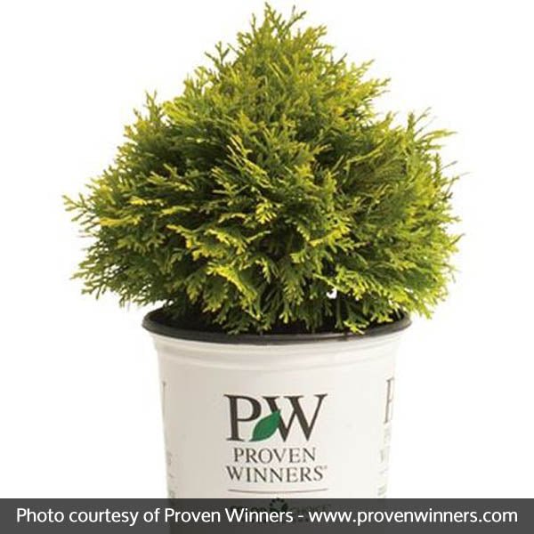Proven Winners? Anna's Magic Ball? Arborvitae