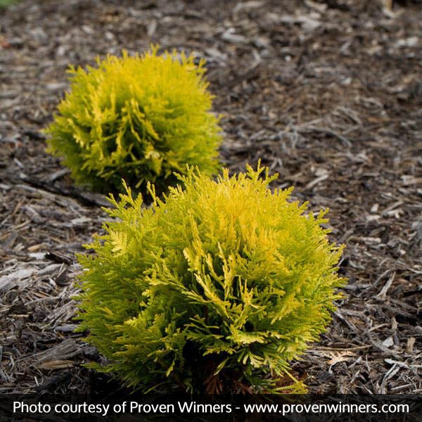 Proven Winners? Anna's Magic Ball? Arborvitae