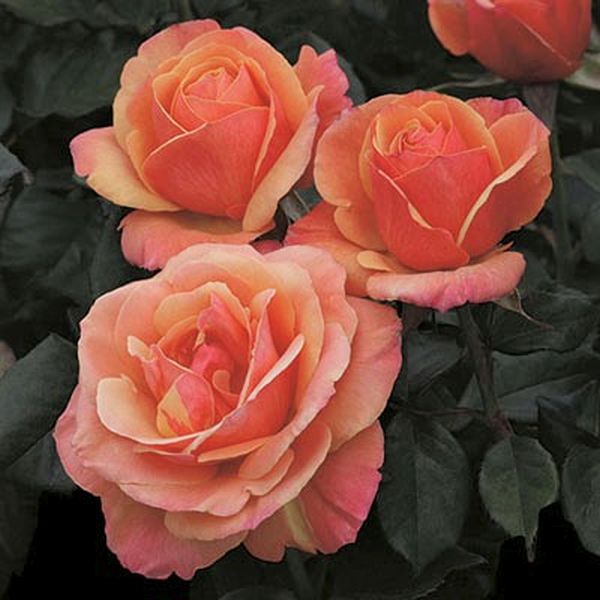 Close-up of pink, orange, yellow rosa flowers on Anna's Promise® Grandiflora Rose.