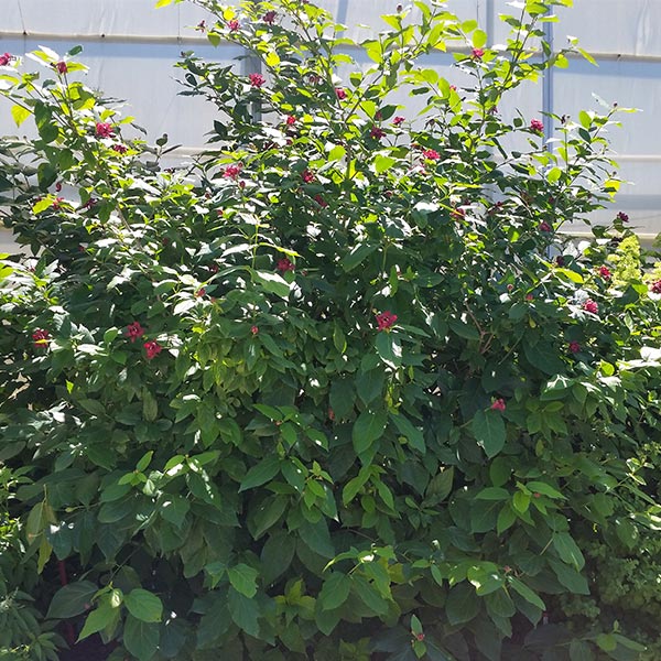 Close-up of red calycanthus flowers on Aphrodite Sweetshrub.