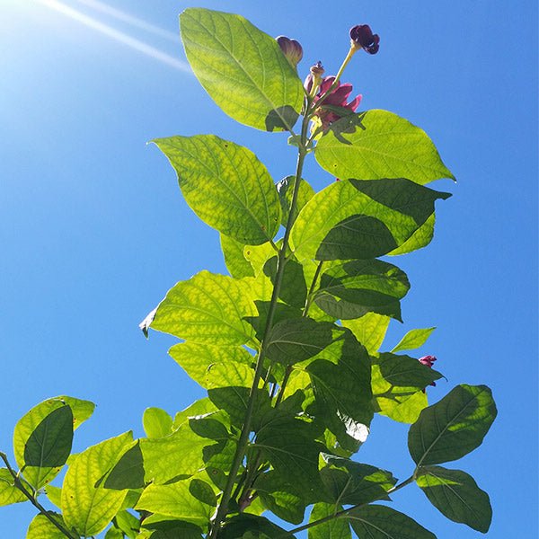 Aphrodite Sweetshrub (Calycanthus x 'Aphrodite') growing in a garden landscape, showing mature shrub form.