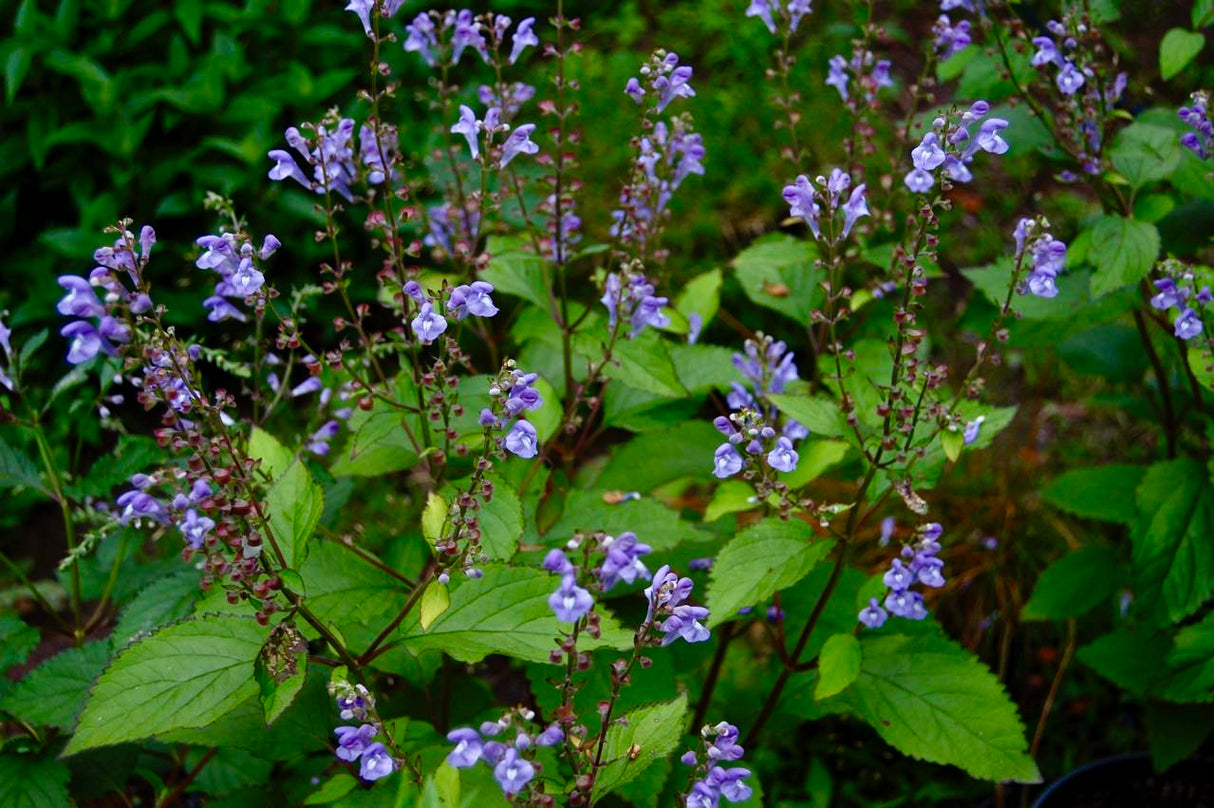 Appalachian Blue Skullcap