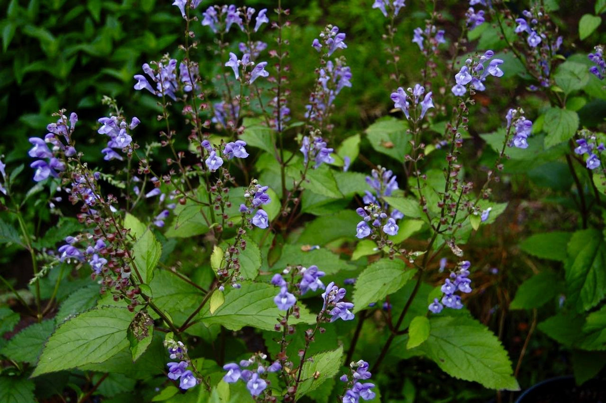 Appalachian Blue Skullcap