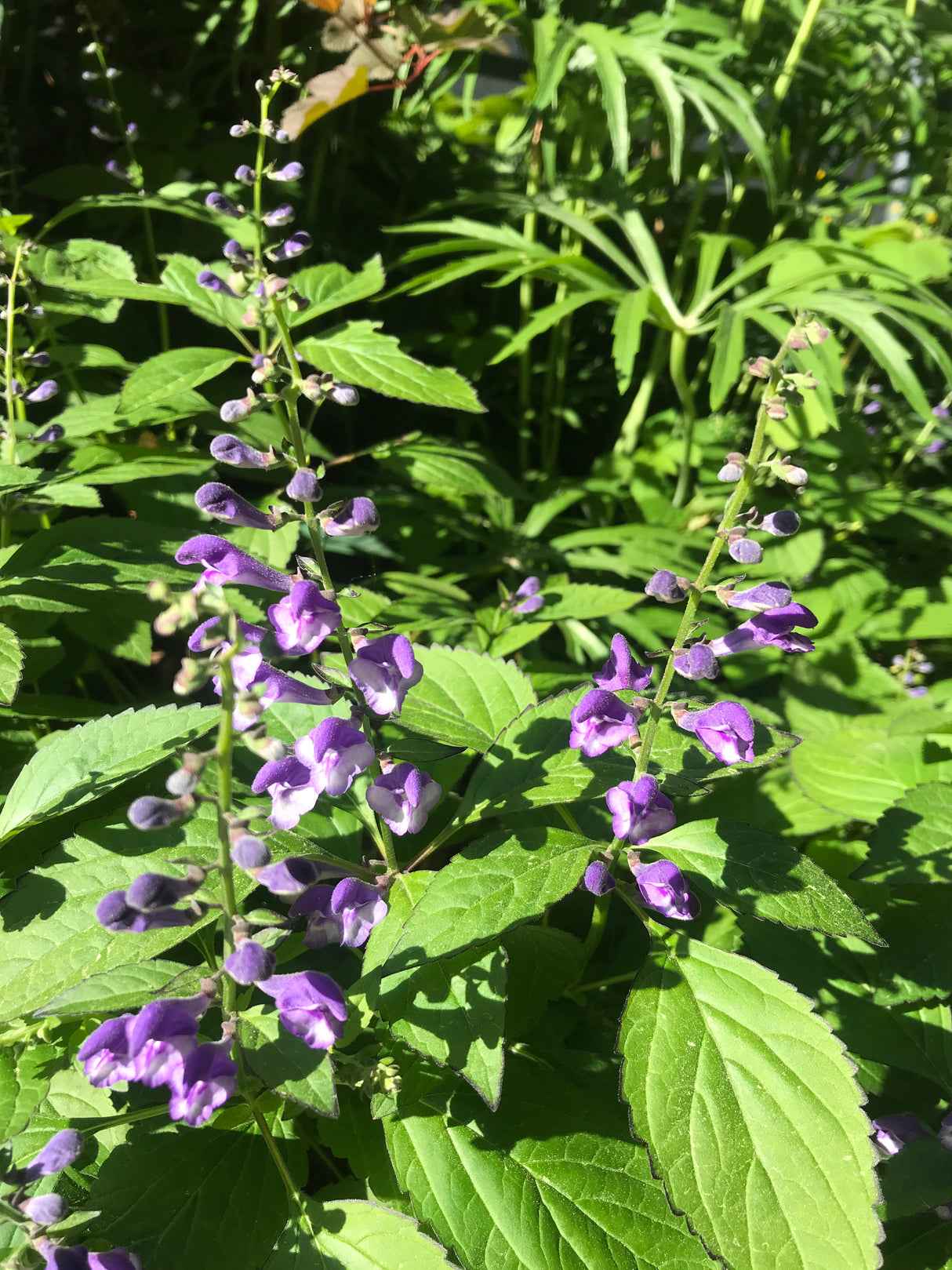 Appalachian Blue Skullcap