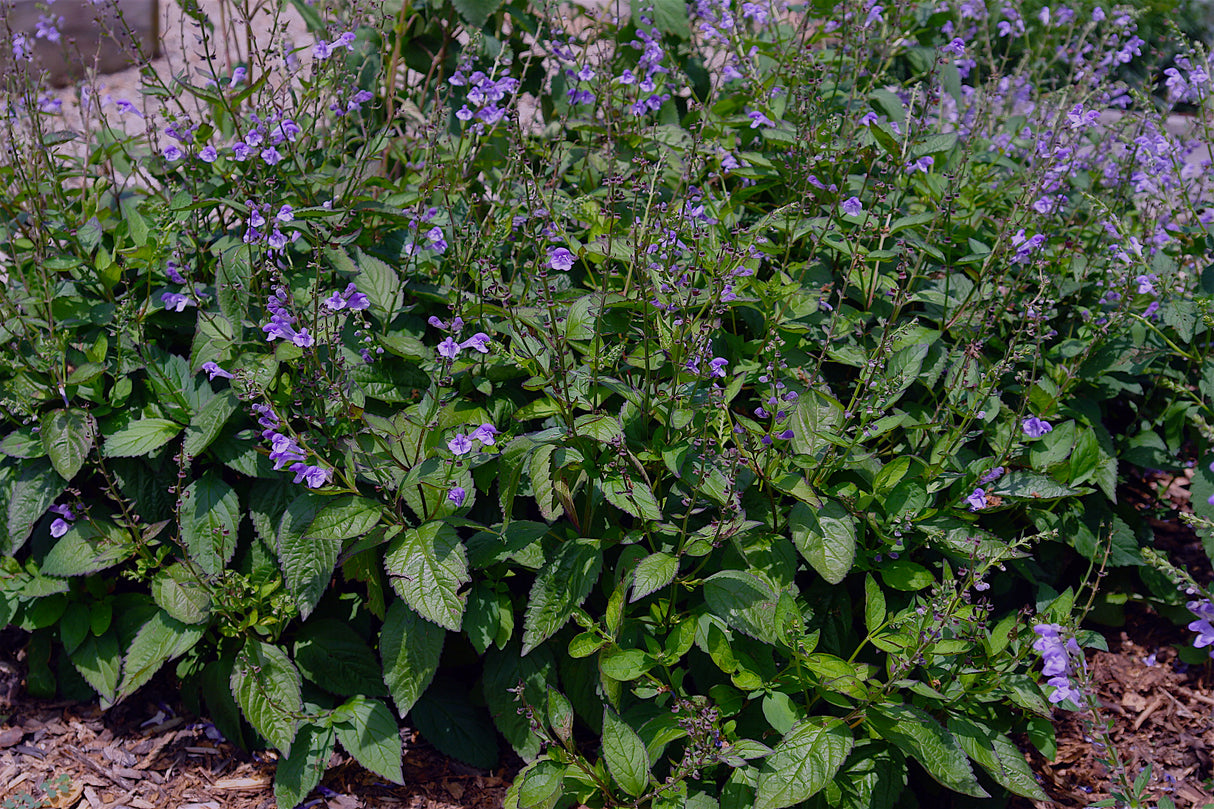 Appalachian Blue Skullcap