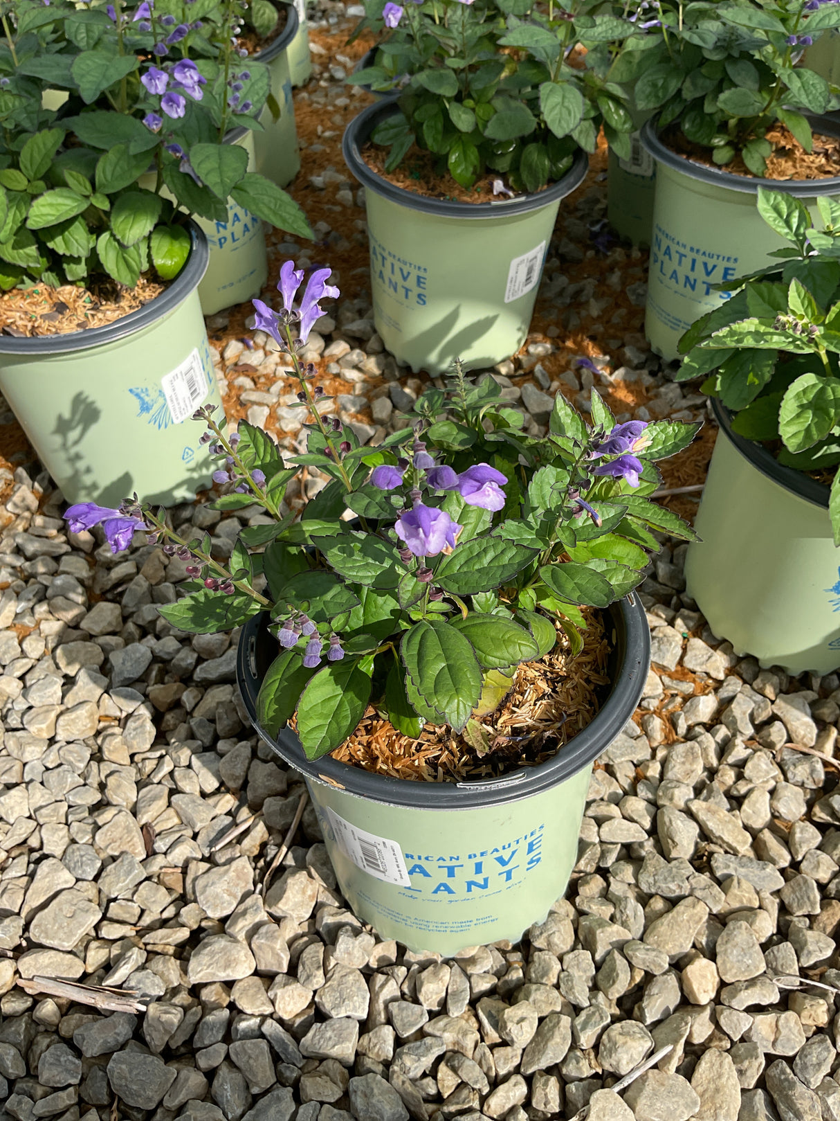 Appalachian Blue Skullcap