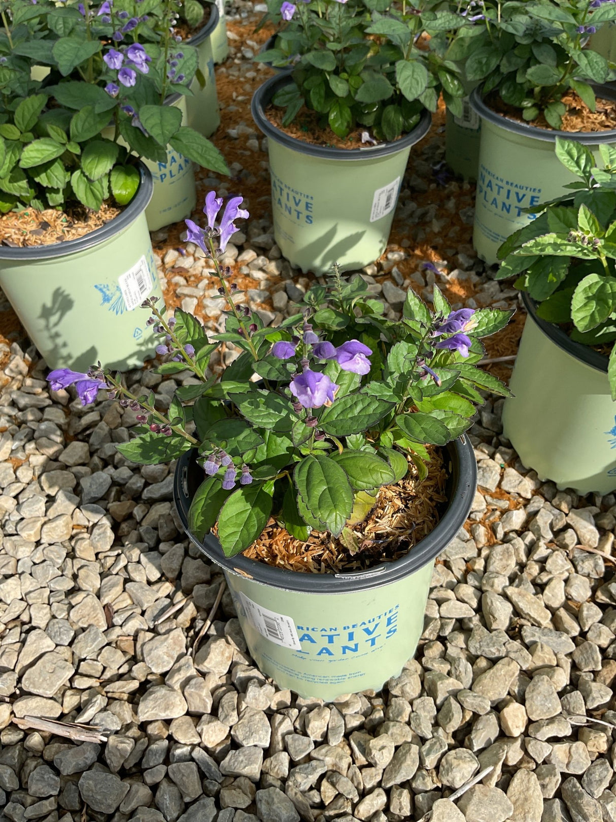 Appalachian Blue Skullcap