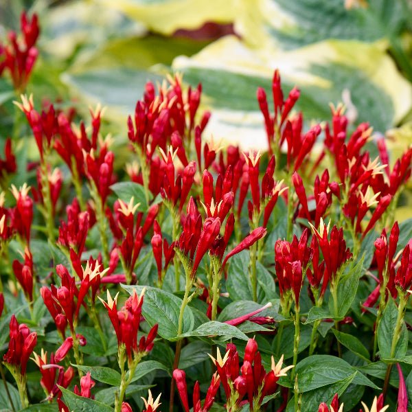 Apple Slices Indian Pink - Perennial - Nature Hills Nursery - 1 Container -