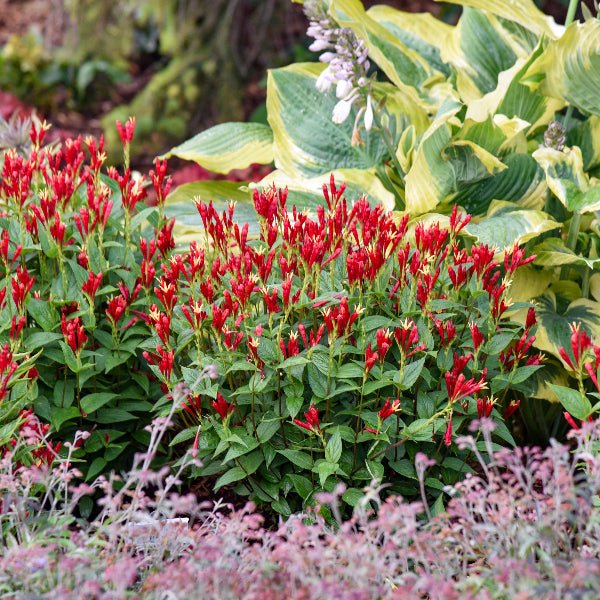 Apple Slices Indian Pink - Perennial - Nature Hills Nursery - 1 Container -