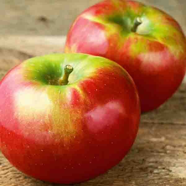 Close-up of white malus flowers on Cortland Apple Tree blooming in late spring.