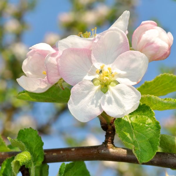 Close-up of white malus flowers on McIntosh Apple Tree blooming in late spring.