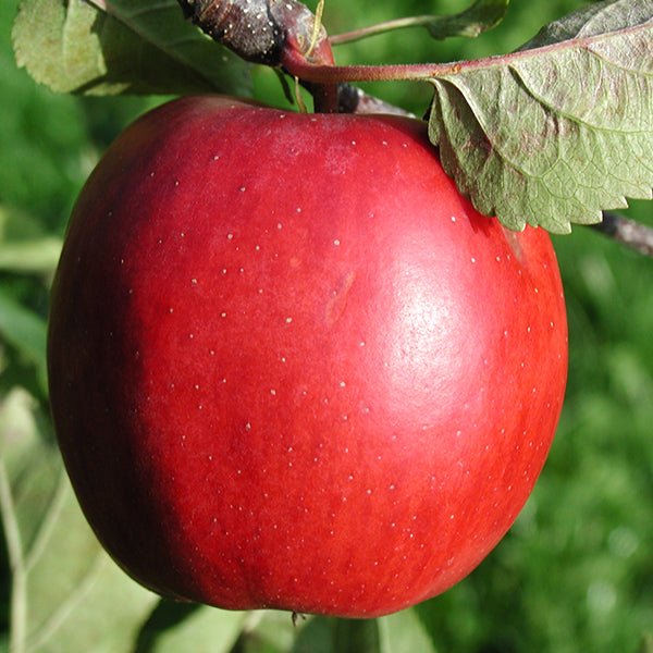 Red Delicious Apple Tree (Malus 'Red Delicious') growing in a garden landscape, showing mature tree form.