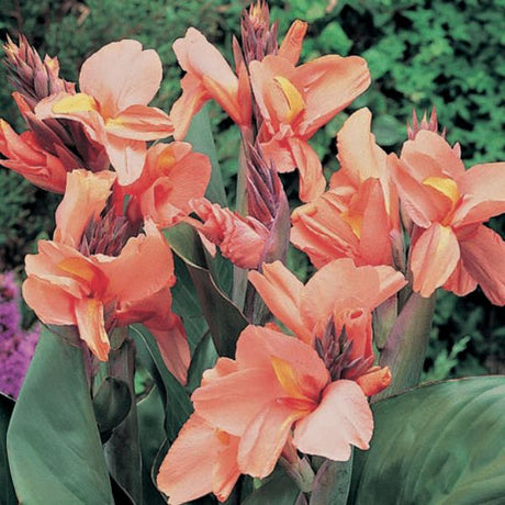 Apricot Frost Canna Lily - Nature Hills Nursery - #1 Container -