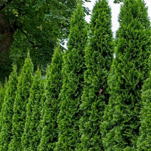 Detail view of Emerald Green Arborvitae (Thuja occidentalis 'Smaragd') showing plant structure and foliage.