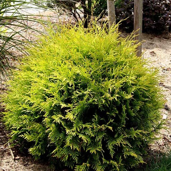 Golden Globe Arborvitae (Thuja occidentalis 'Golden Globe'), a shrub featuring evergreen and dense, pyramidal form.