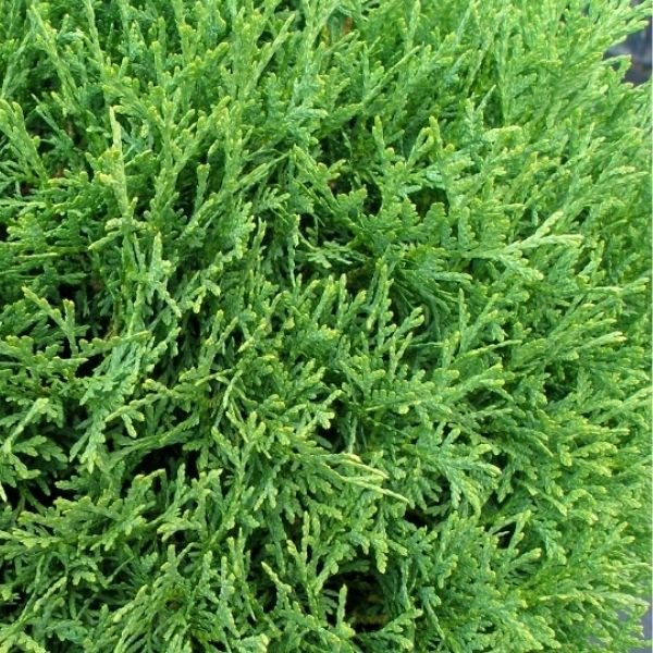 Hetz Midget Arborvitae (Thuja occidentalis 'Hetz Midget'), a shrub featuring evergreen and dense, pyramidal form.
