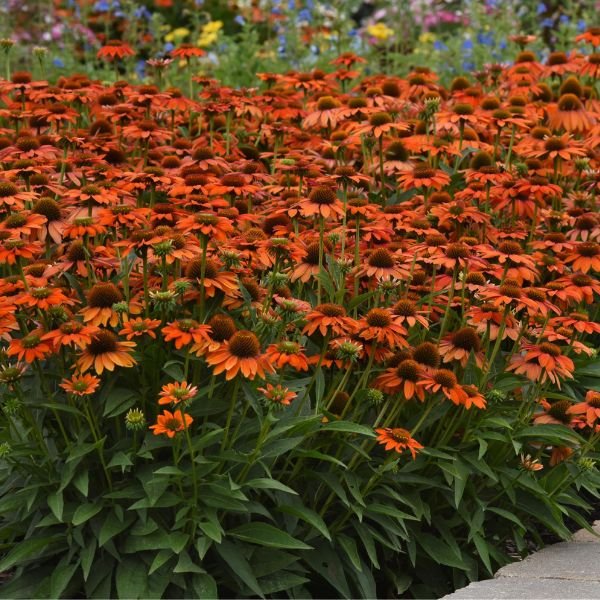 Close-up of orange echinacea flowers on Artisan™ Soft Orange Coneflower.