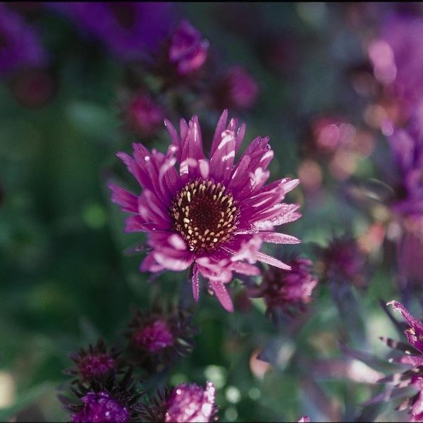 Purple Dome New England Aster (Aster novae-angliae 'Purple Dome'), a perennial featuring purple flowers and perennial.