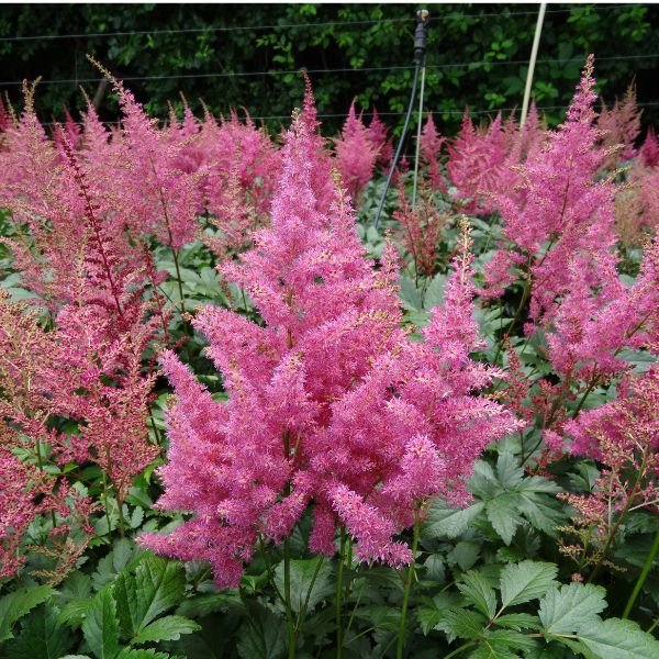 Close-up of pink astilbe flowers on Rheinland Astilbe blooming in early summer.
