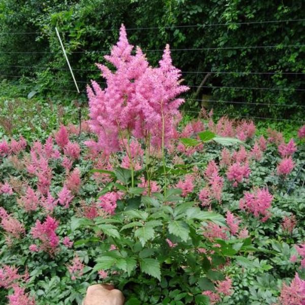 Rheinland Astilbe (Astilbe x arendsii 'Rheinland'), a perennial featuring pink flowers and perennial.